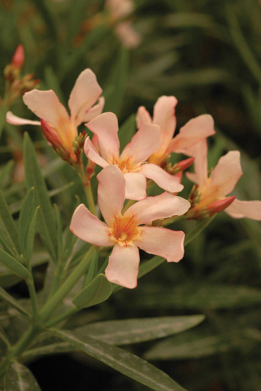 CXD7MGVXMNCN5MFKQNVYTOW774