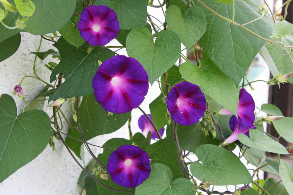 Ipomoea-tricolor