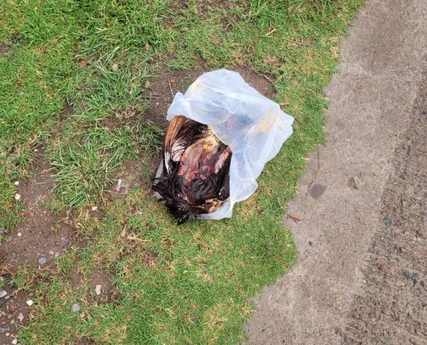 gallinas-costanera-1jpg