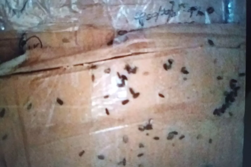 medicamentos vencidos 2