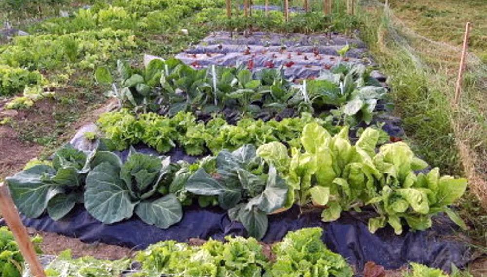 Huerta-agroecologica