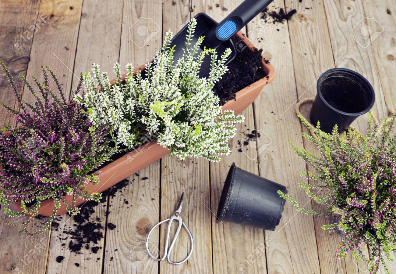 85975750-preparación-del-jardín-para-el-otoño-plantación-de-flores-de-otoño-en-macetas-brezo-en-el-jardín-jardinería-en-la-temp