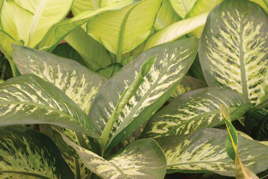 KYSWKFUKYFEYHMEAUJGTLUDNSE