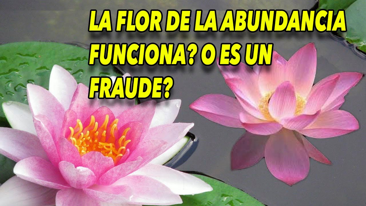 REAPARECIÓ REAPARECIÓ