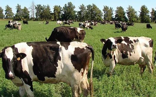 vacas_holando_pastura