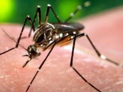 dengue-941772jpg