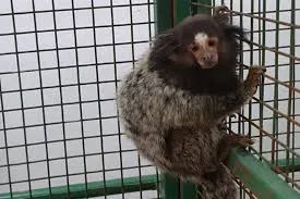 MOMOSSSSSSSSSSSSSSSSSS