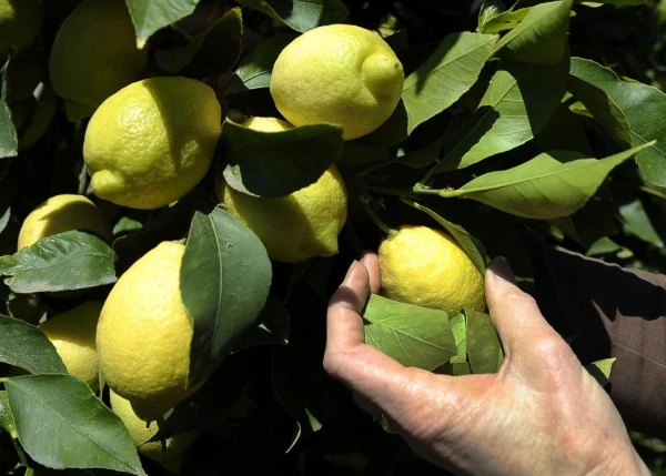 limonessssssssssssssssssssssssssssssssssssssssssssssssssssssssssssssssssssssssssssssssssssssssssssss