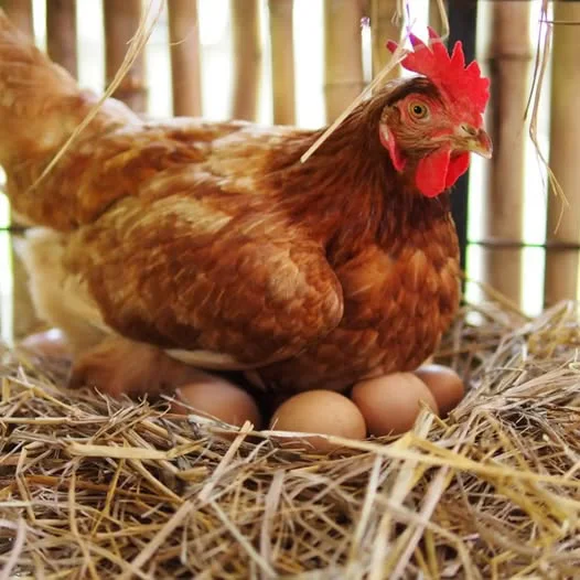 gallinaaaaaaaaaaaaaaaaaaaaaaaaaaaaaaaaaaaaaaaaaaaaaaa