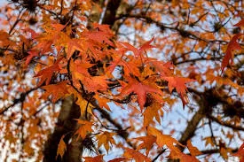 images (3)