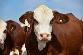 487506290_1275812740867510_8731840053912271158_n