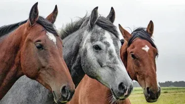 caballosjpg