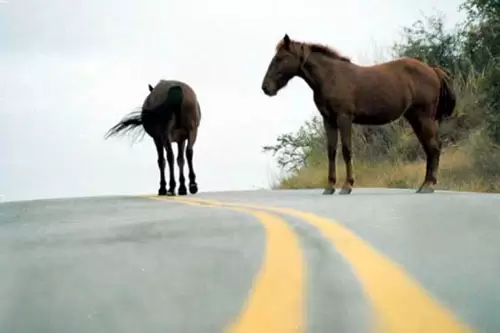 Caballitos