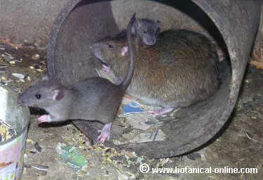 rata6