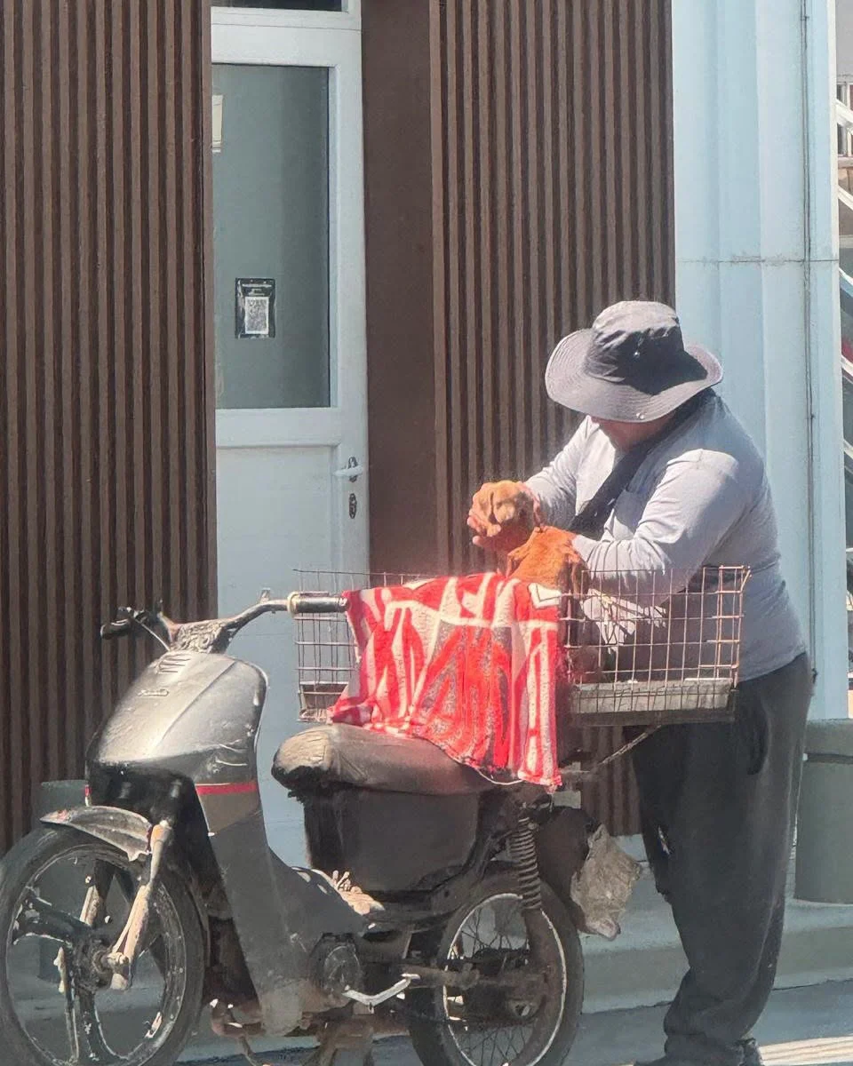 venderdor de perros