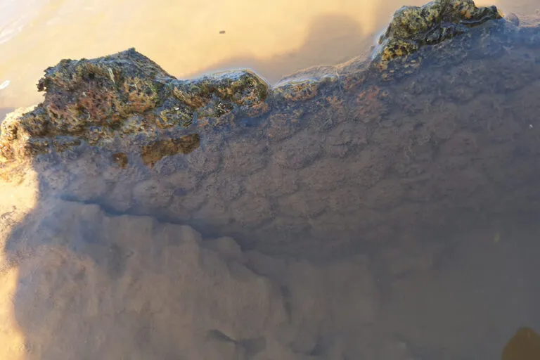 Aparicion-gliptodonte-2-768x512