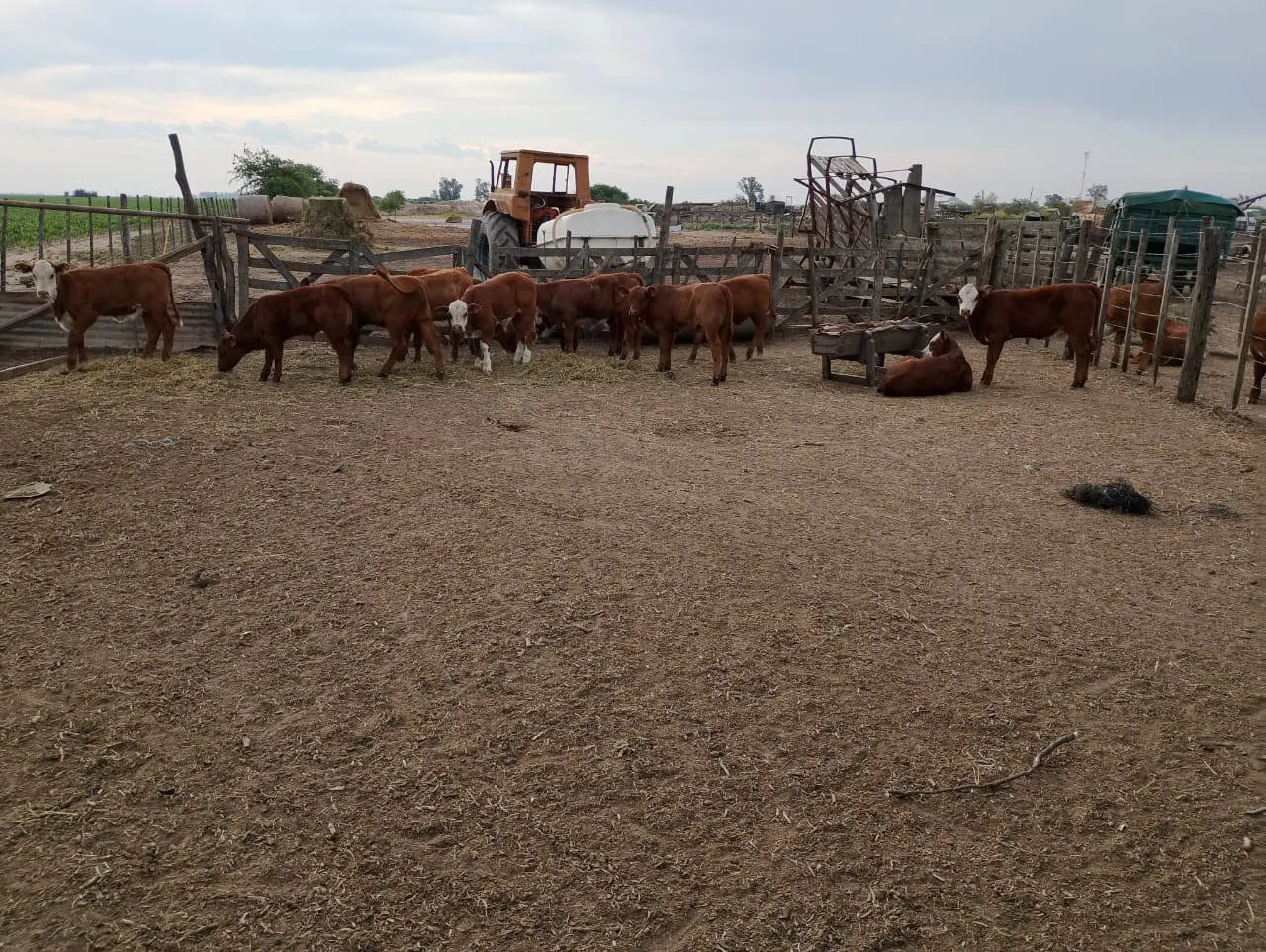 VACASSSSSSSSSSSSSSSSSSSSSSSSSSSSSSSSSSSSSSSSSSSSSSSSSSSSSSSSSSSSSSSSSSSSSSSSSSSSSSSSSSSSSSSSSSSSSSSSSSSSSSSSSSSSSSSSSSS