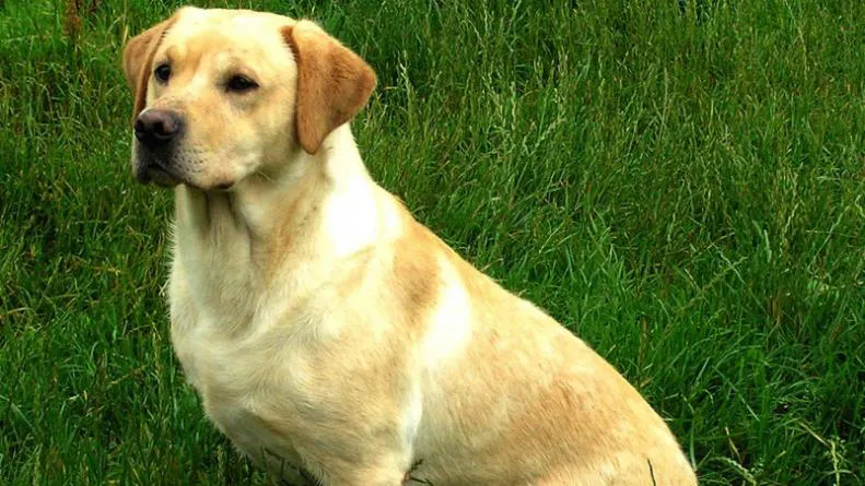 perro-labrador-unquillo-ataque