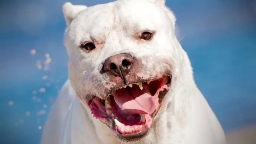 DOGO