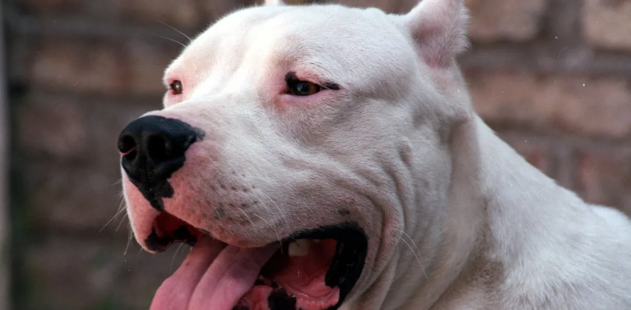 la-mordida-del-dogo-argentino___rJ2SDVy4e_1256x620__1