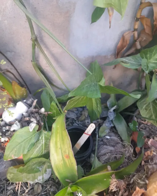 454289388_891080076387256_446912281792574094_n