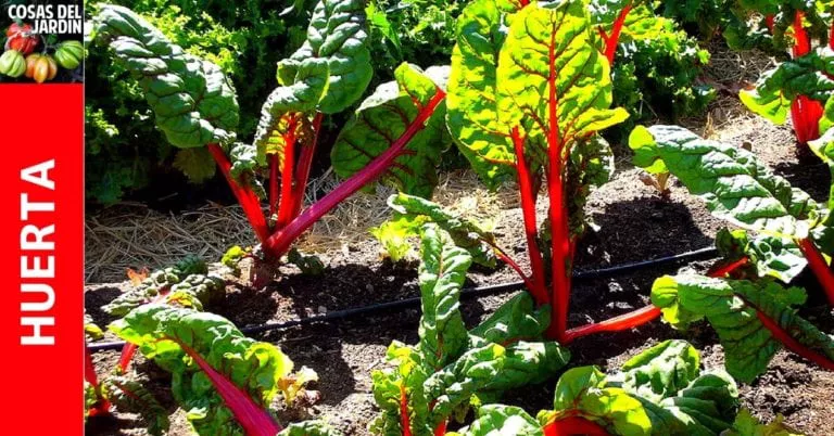 cultivar-acelga-768x402