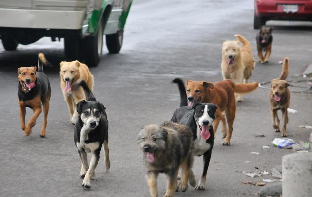 perros_callejeros4