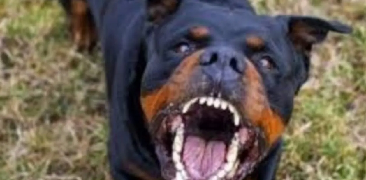 oaRgxARy_1256x620__1