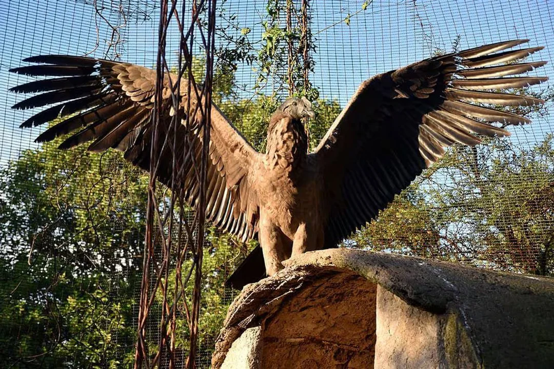 condor