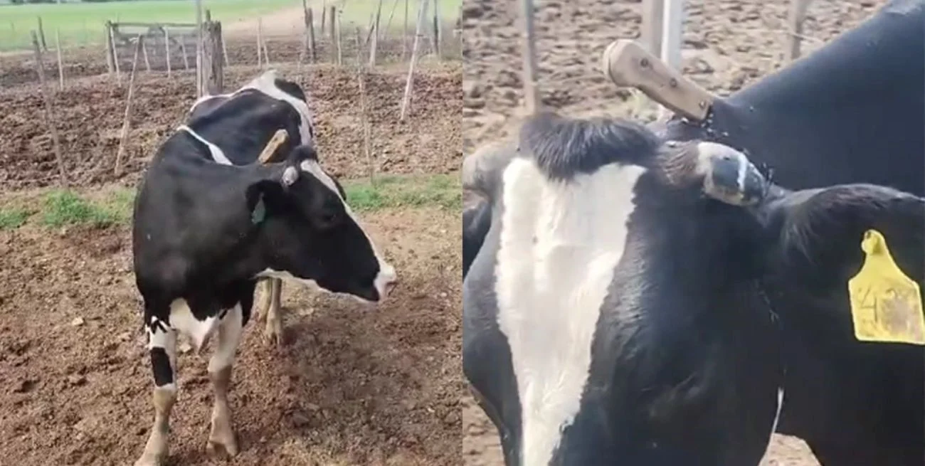 VACA