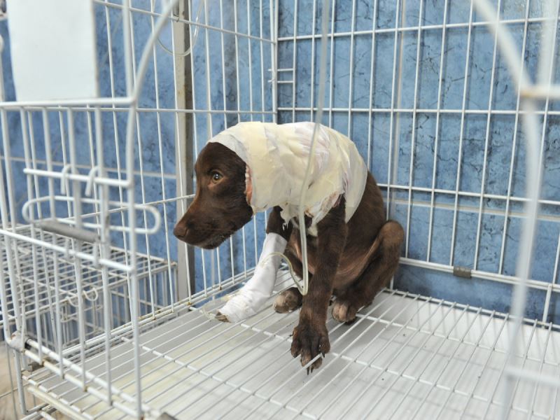 800Image647bcb12147649b6ac78e17c81611846