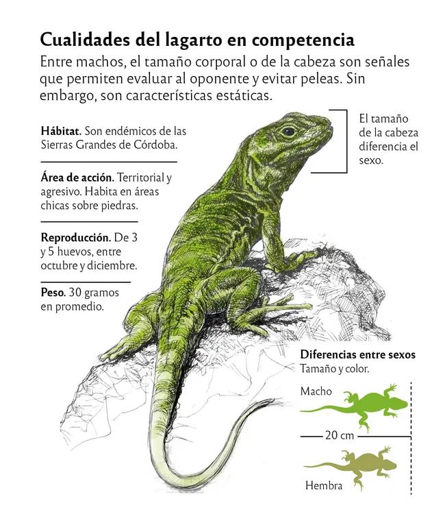 01_Grafico_Lagarto-Achala1
