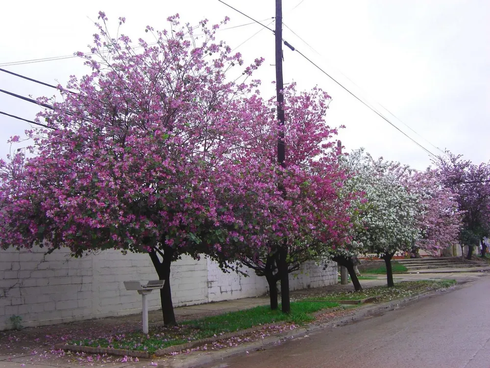 arbol-pezuna-de-vaca-1-1536x1152