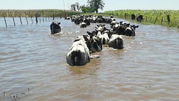 Vacas-bajo-agua