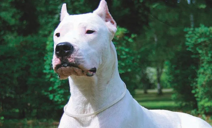 Dogo-ar-enf