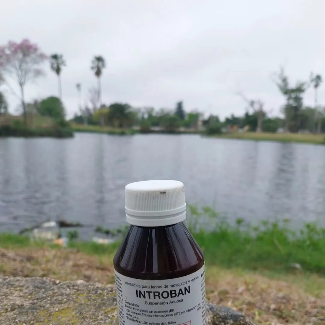 dengue