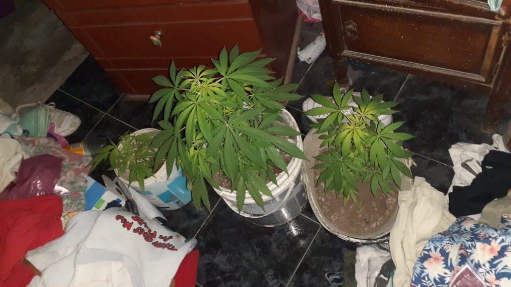 plantas-Frontera-1024x576