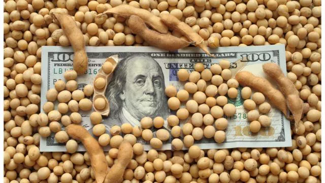dolar soja