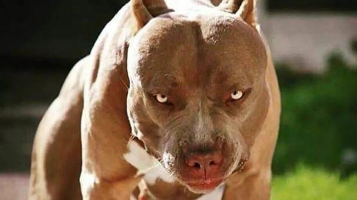 perro_crop1592683216038.jpg_1402874324