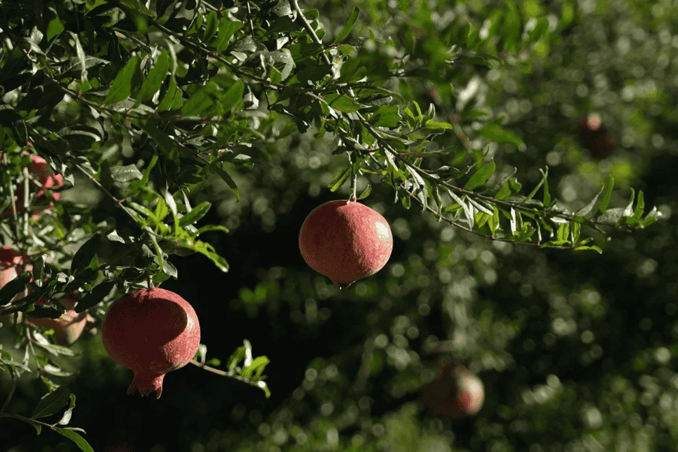 FRUTA-DE-GRANADA