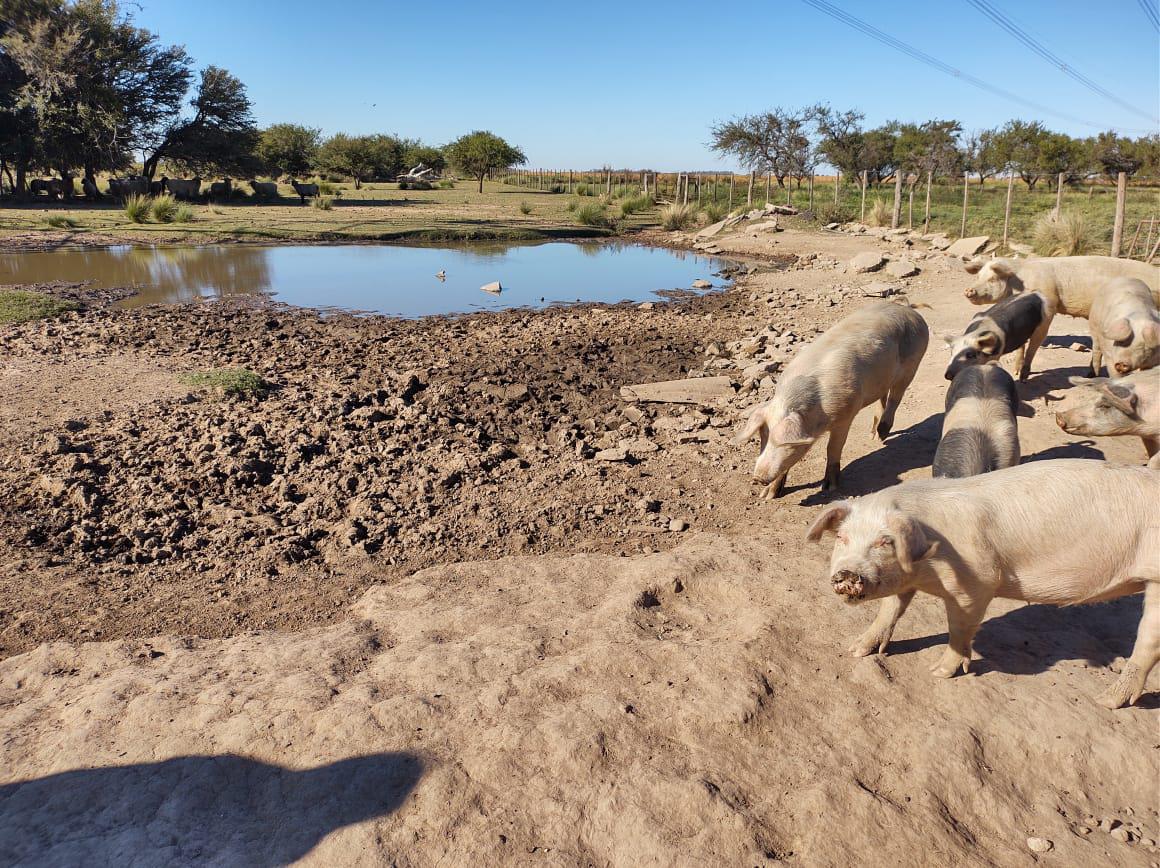 multimedia.normal.8dff22942fb163fc.7472697175696e6f7369732d747265735f6e6f726d616c2e6a706567