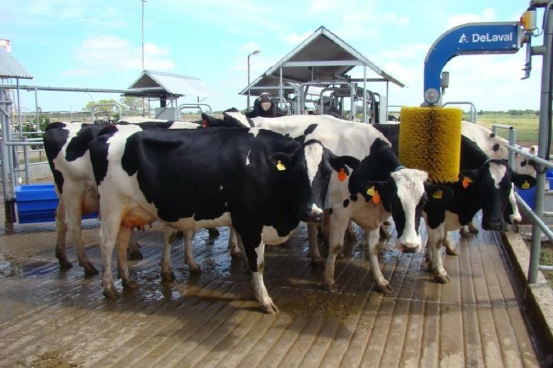Tambo-robotizado-INTA-Rafaela-DeLaval-900x600