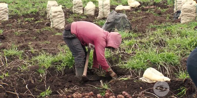 cosecha-de-papa-bichos-de-campo-750x375