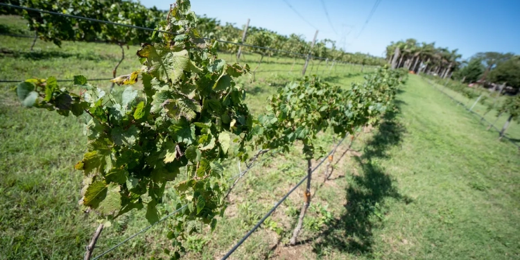 vinedo-en-santa-fe-750x375