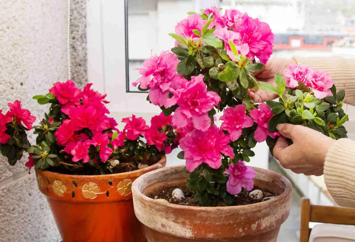 75d9445c3c4ed1c56233d0630a8c921b