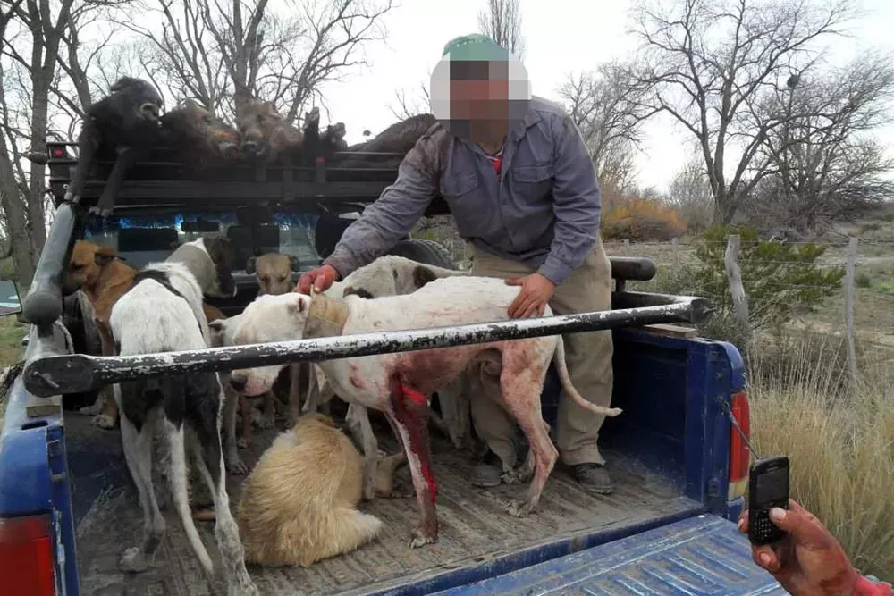 caza-con-perros