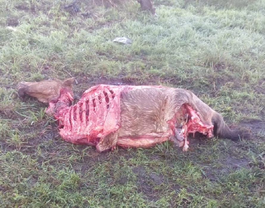 Caballo faenado por los vecinos en barrio San Cayetano por el hambre.