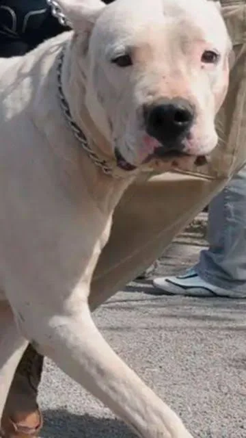 dogoooooooooooooooooooooooooooooooooooooooooooooooooo