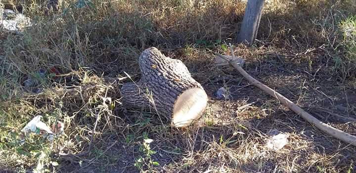 FB_IMG_1593993797699