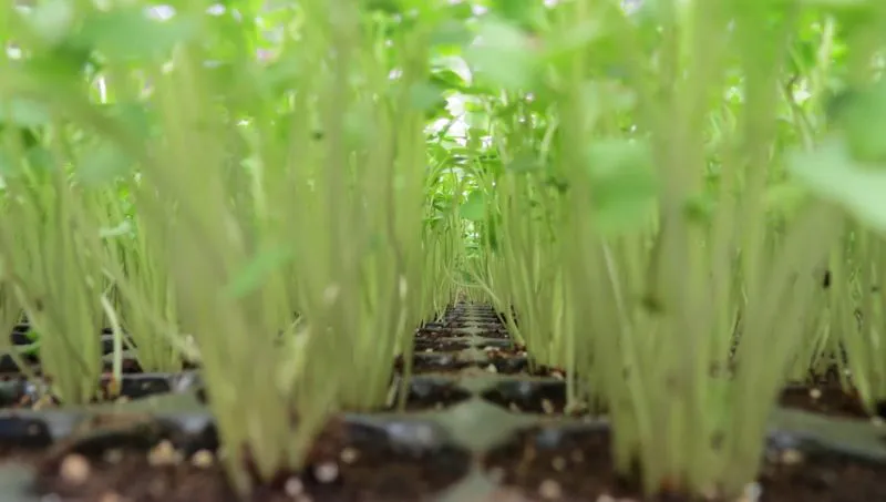 cultivos-hidroponicos-mesa-verde-1